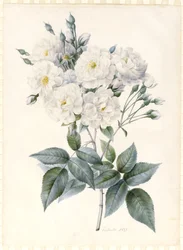 Noisette Rose